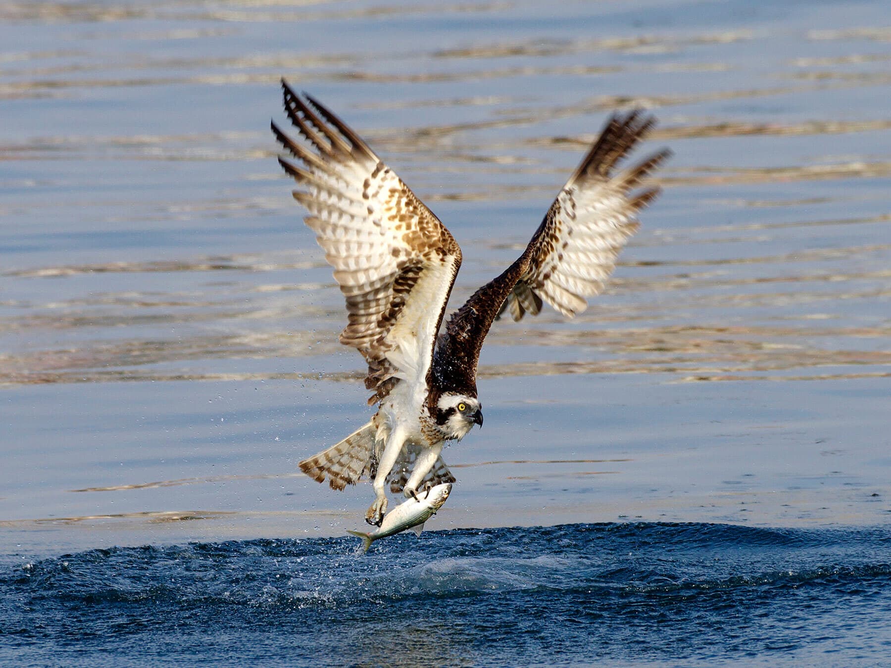 Osprey flying with fish