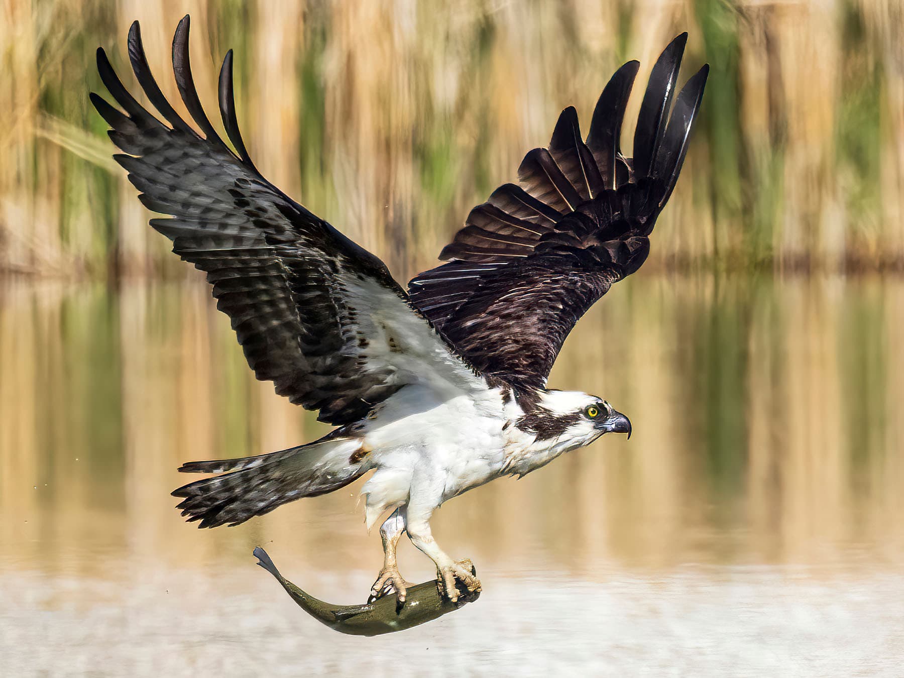 Osprey hunting for fish