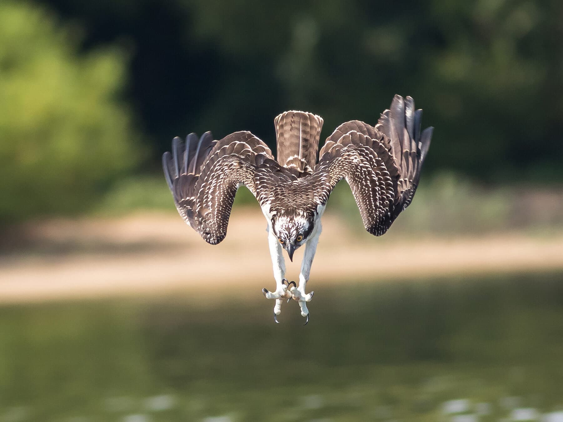 Osprey hunting