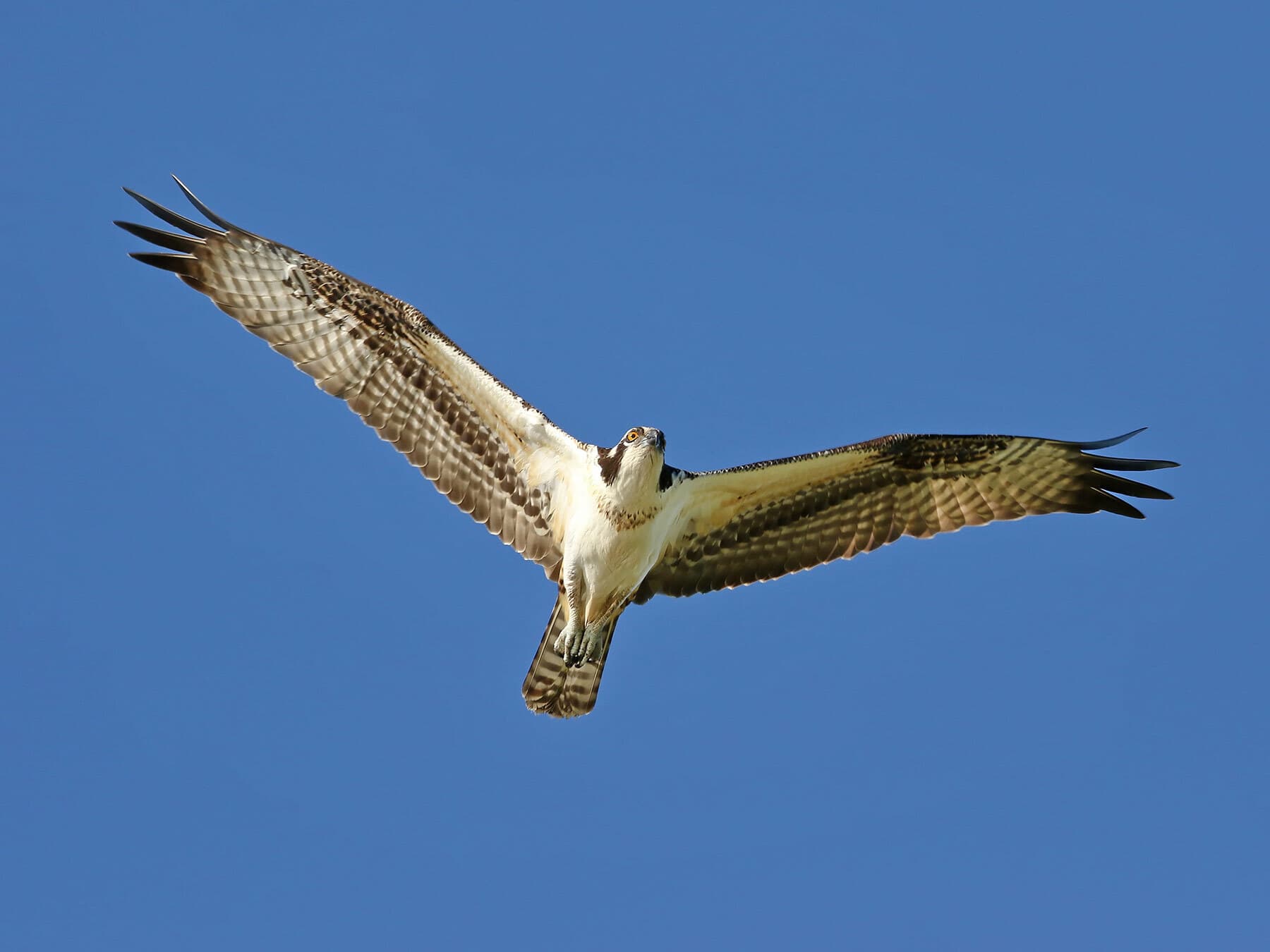 Osprey in flight