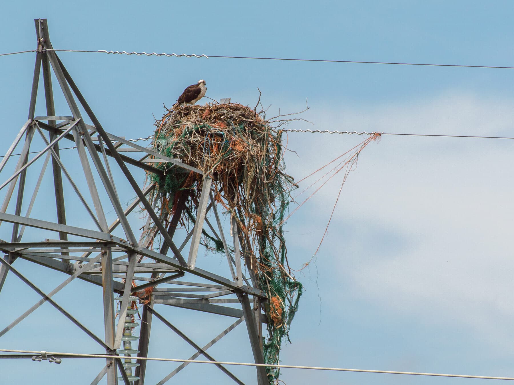 Osprey nesting power line