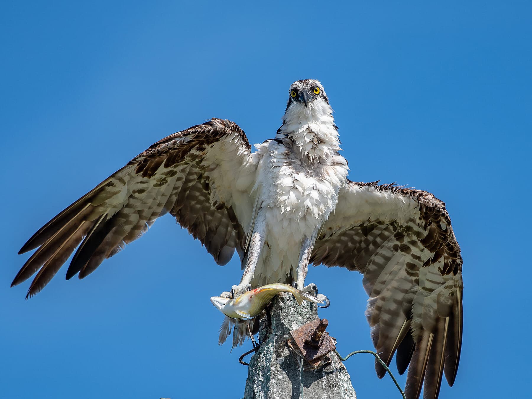 Osprey perched with pole