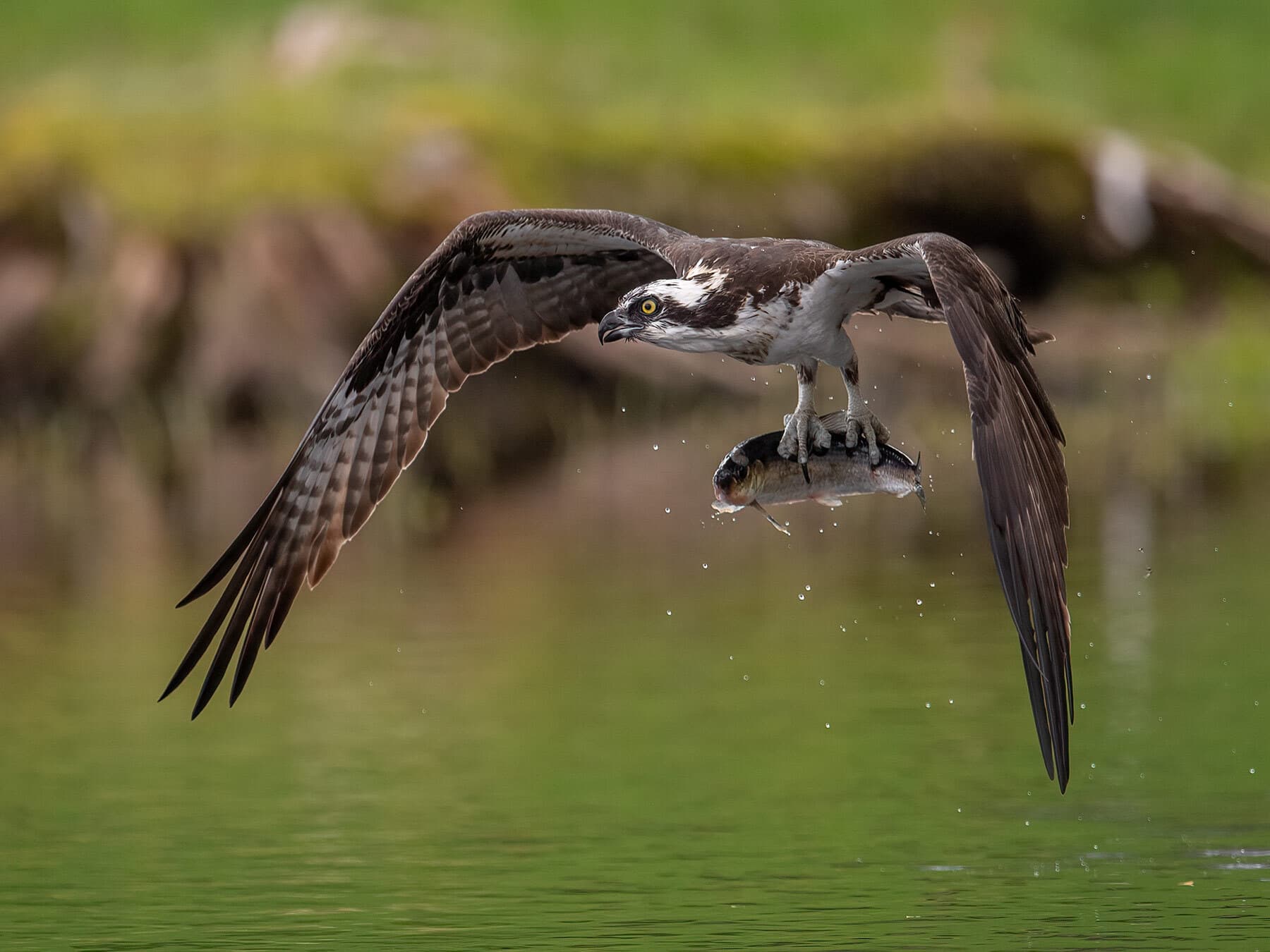 Osprey with fish