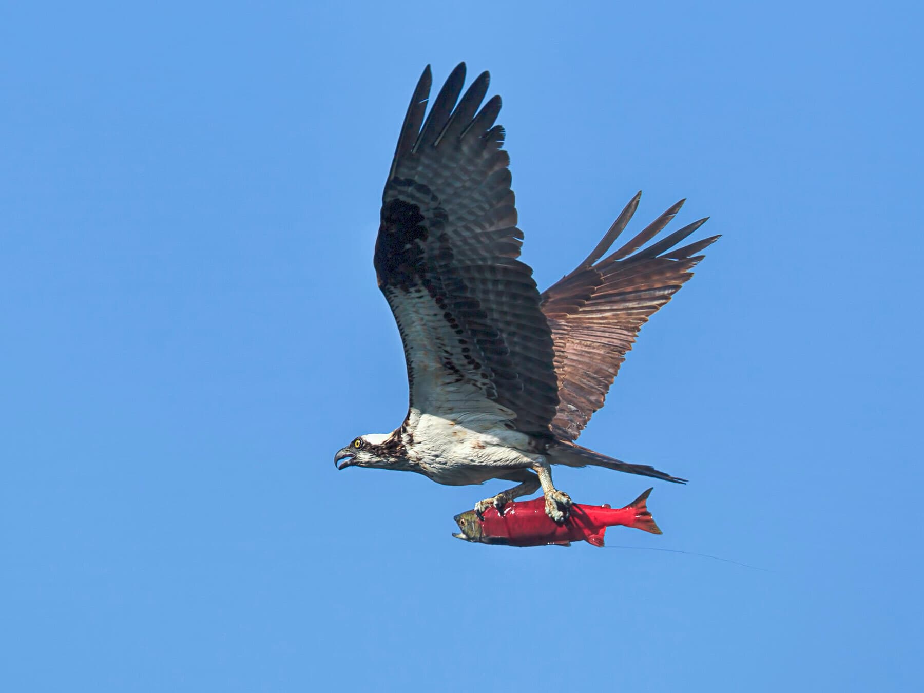 Osprey with salmon