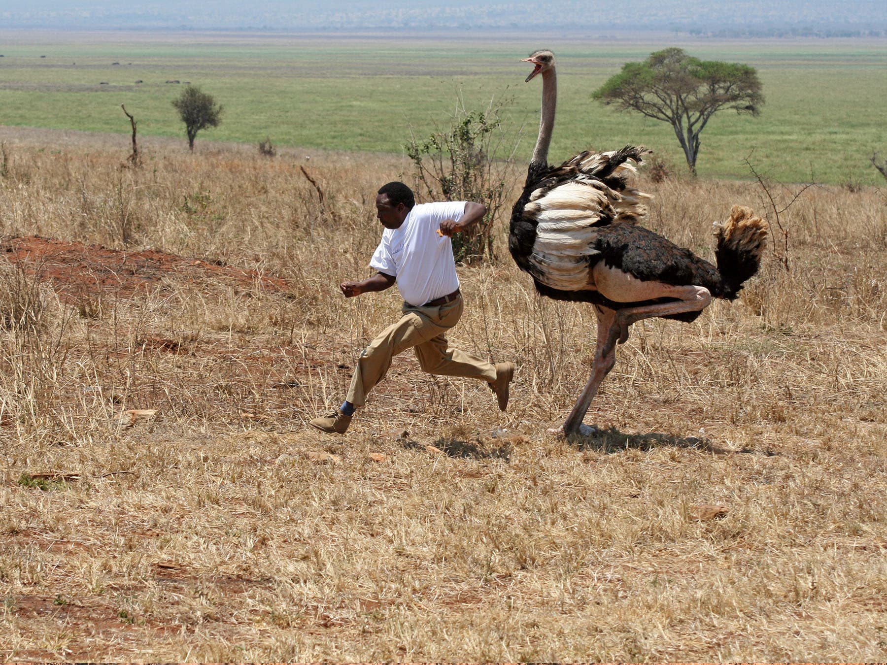 Ostrich attack human