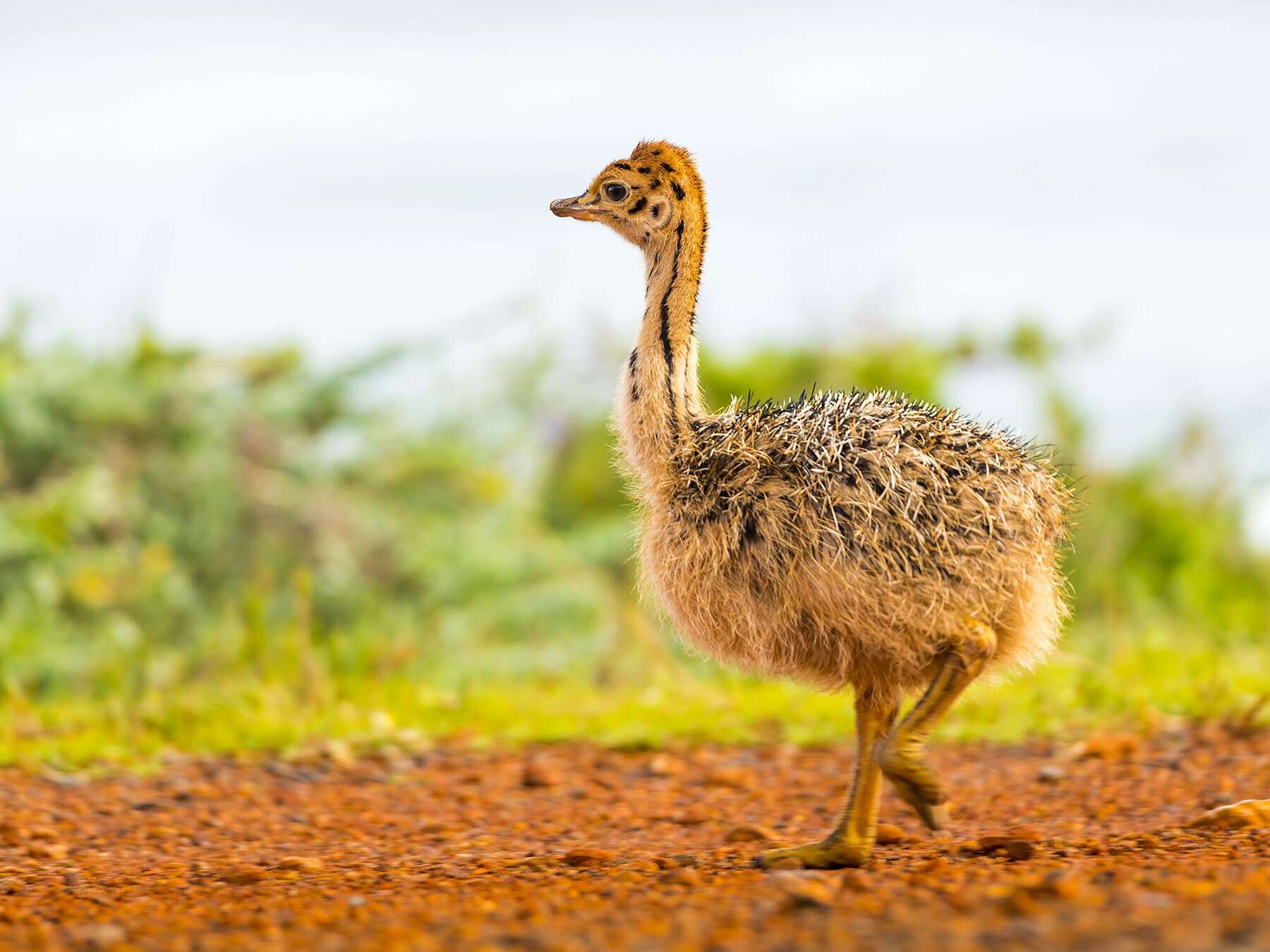 Ostrich chick