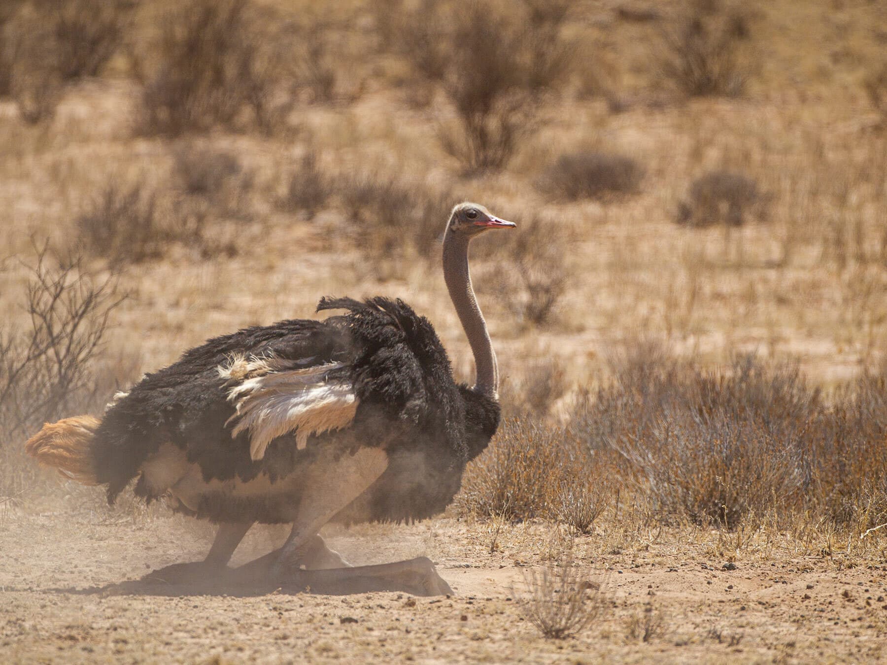 Ostrich dust bath