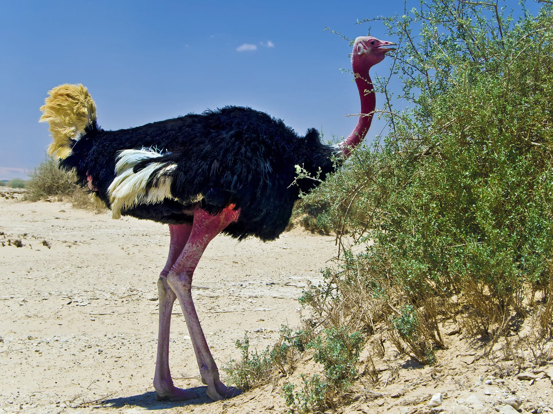 Ostrich eating desert acacia