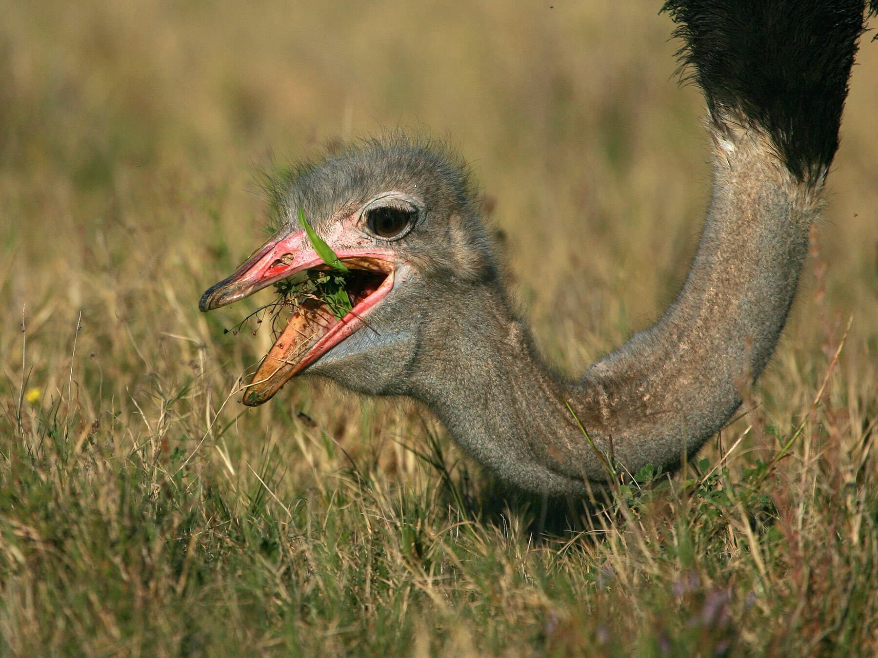 Ostrich eating grass