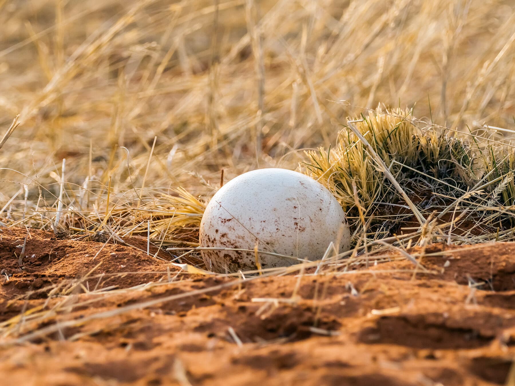 Ostrich egg close