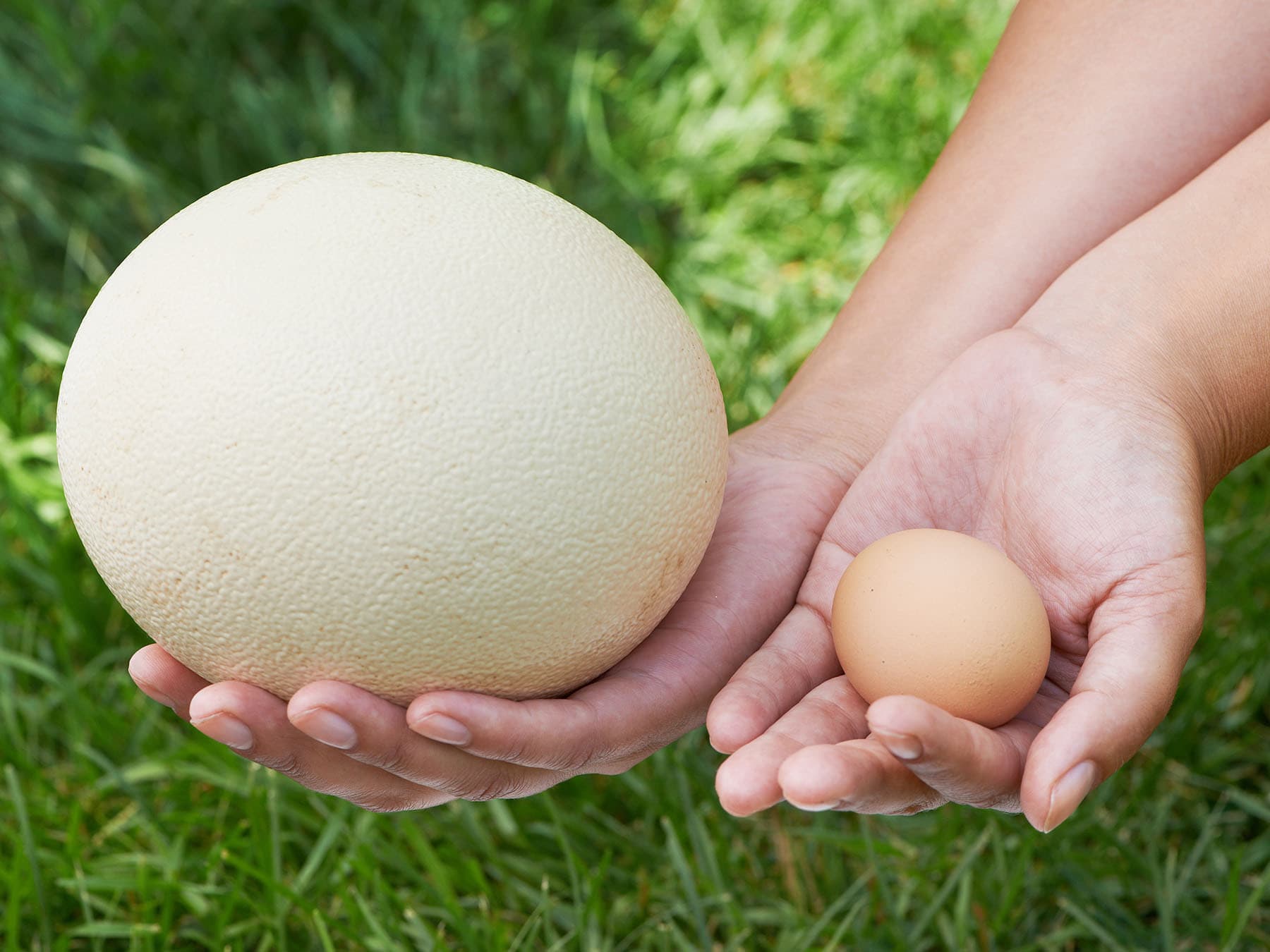 Ostrich egg vs chicken egg