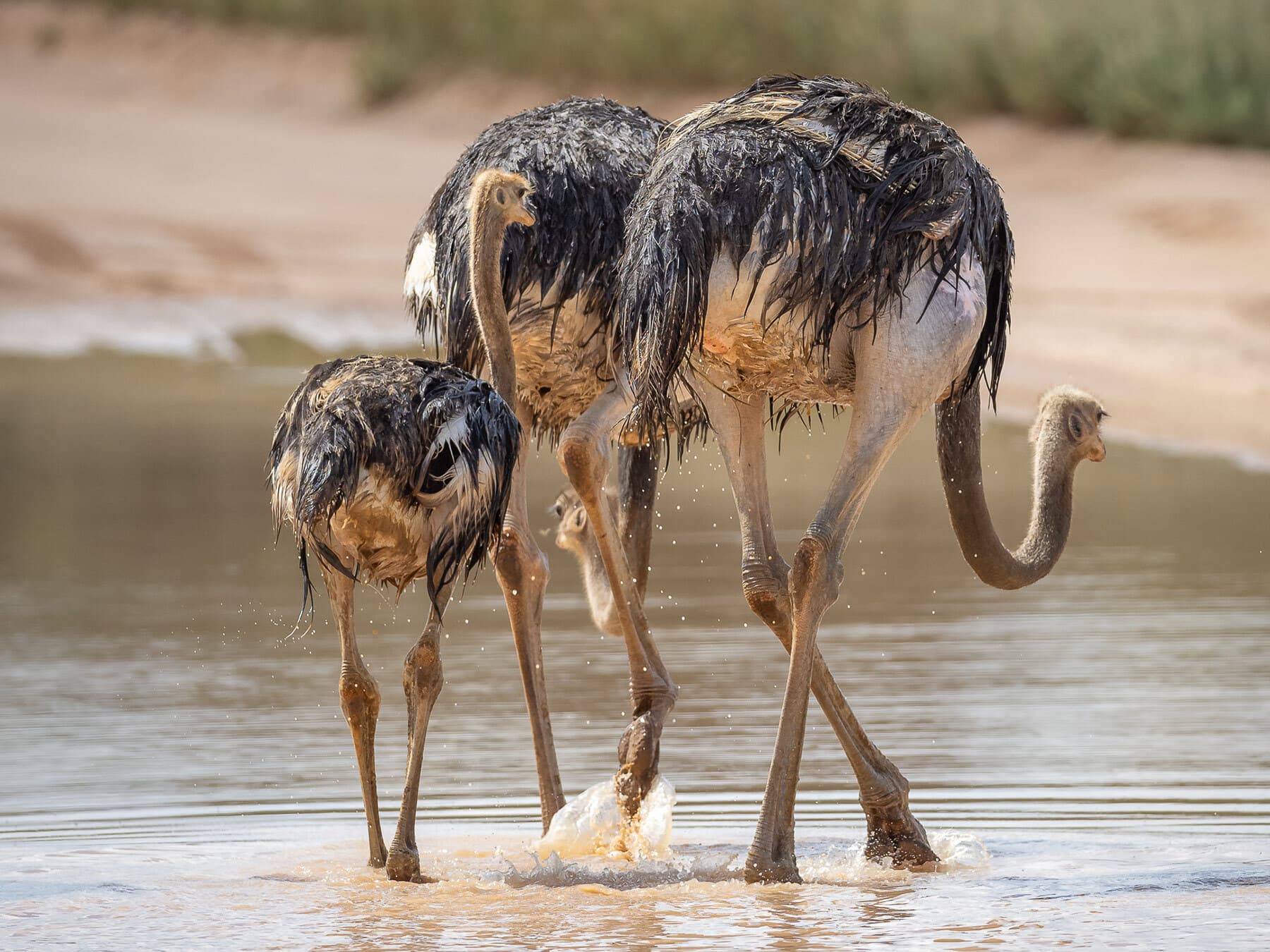 Ostrich family in water