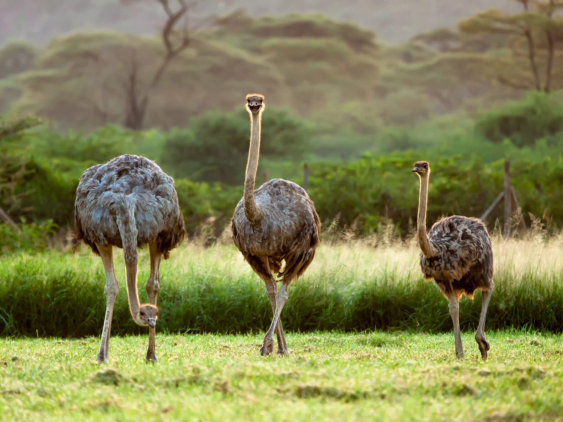 Ostrich family