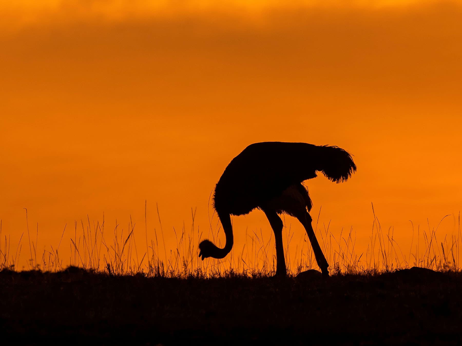Ostrich feeding dawn