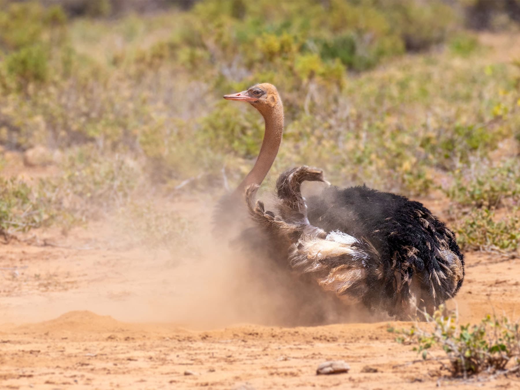Ostrich having dust bath