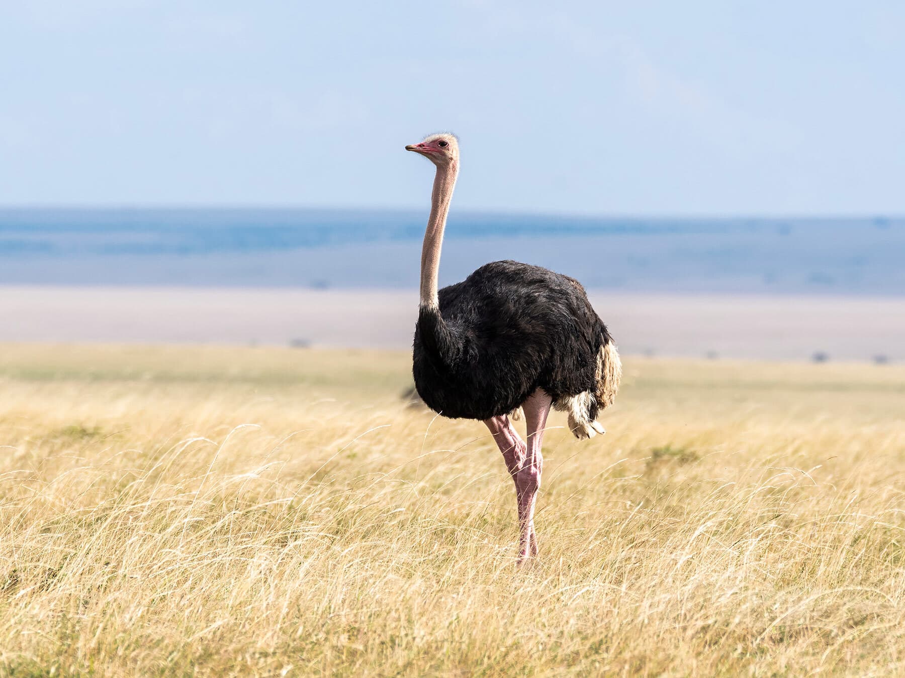 Ostrich in natural habitat