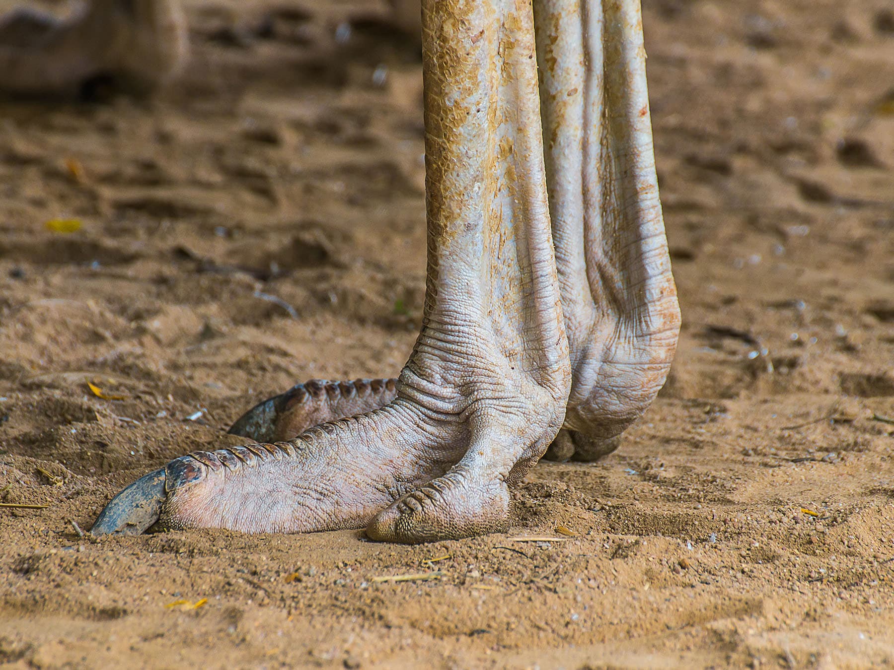 Ostrich legs and claws