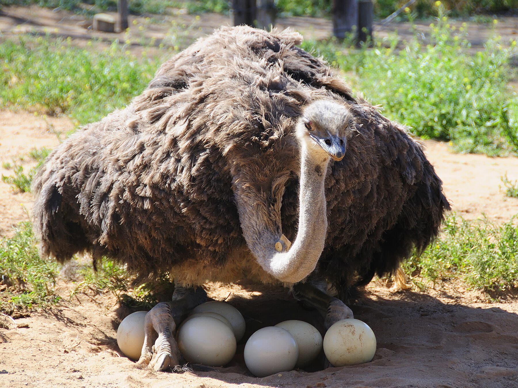 Ostrich on eggs