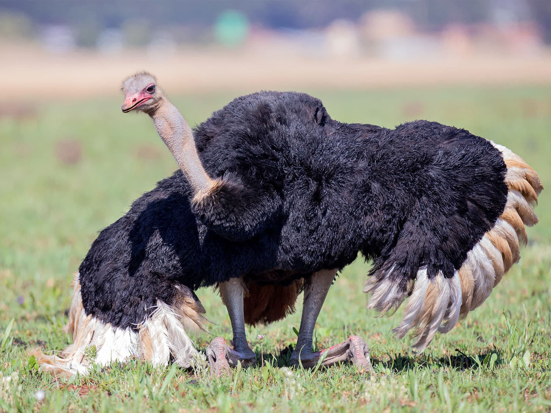 Ostrich performing courtship dance