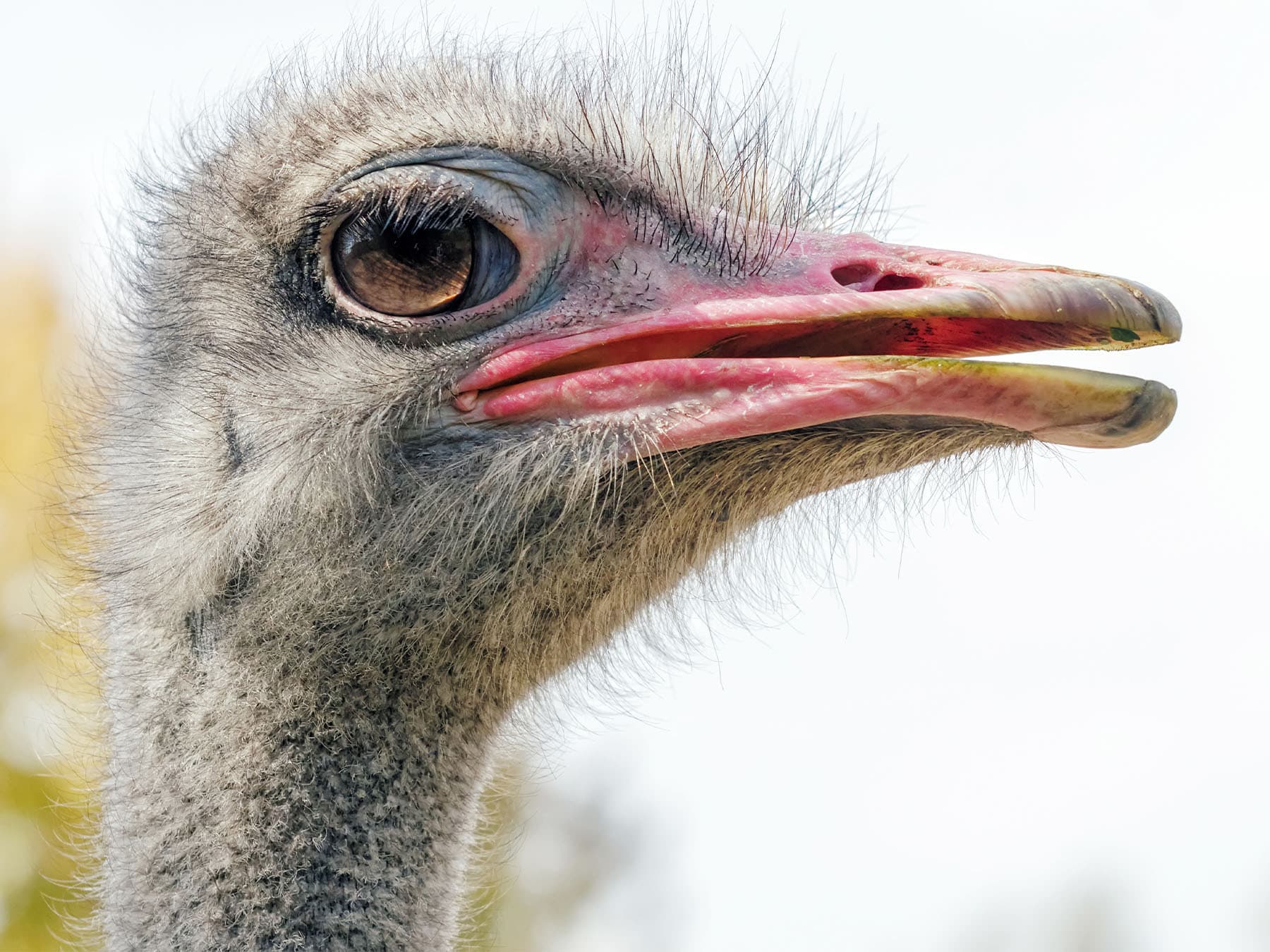 Ostrich portrait