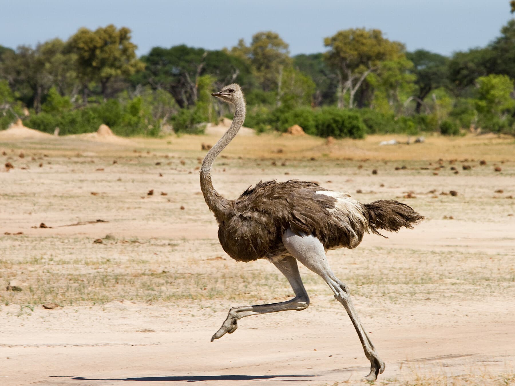 Ostrich running