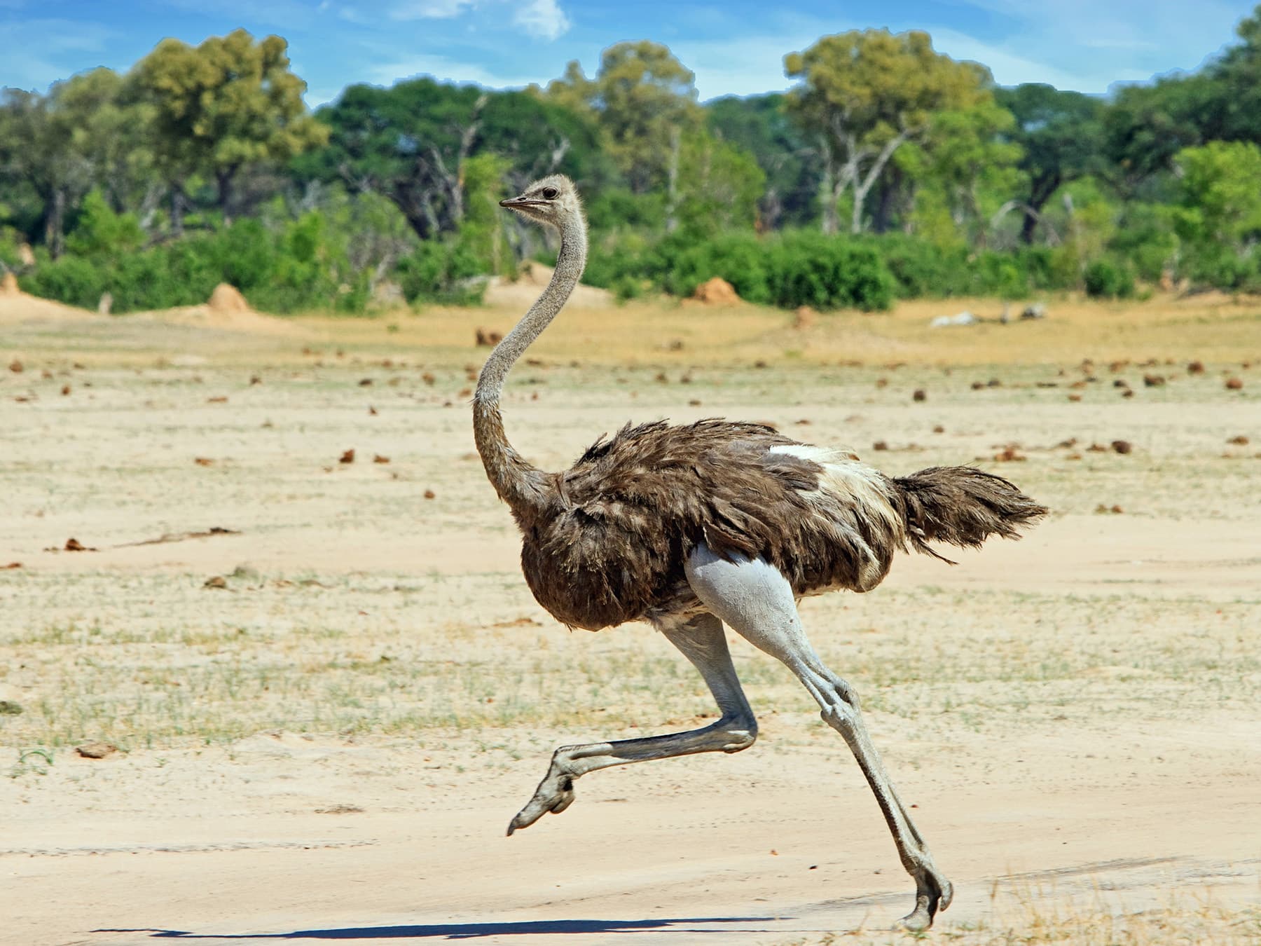 Ostrich running