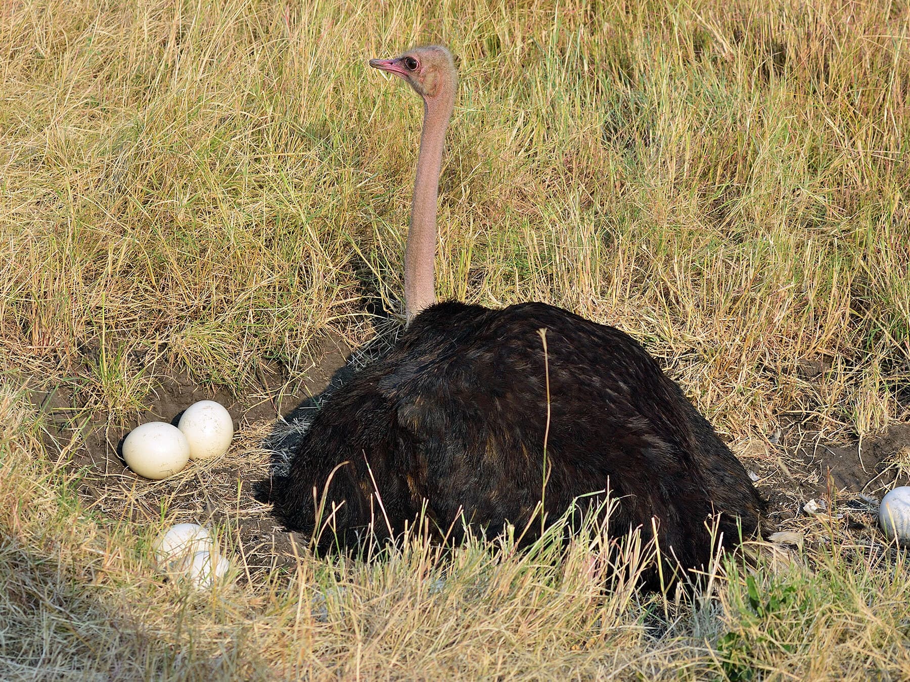 Ostrich sat on nest