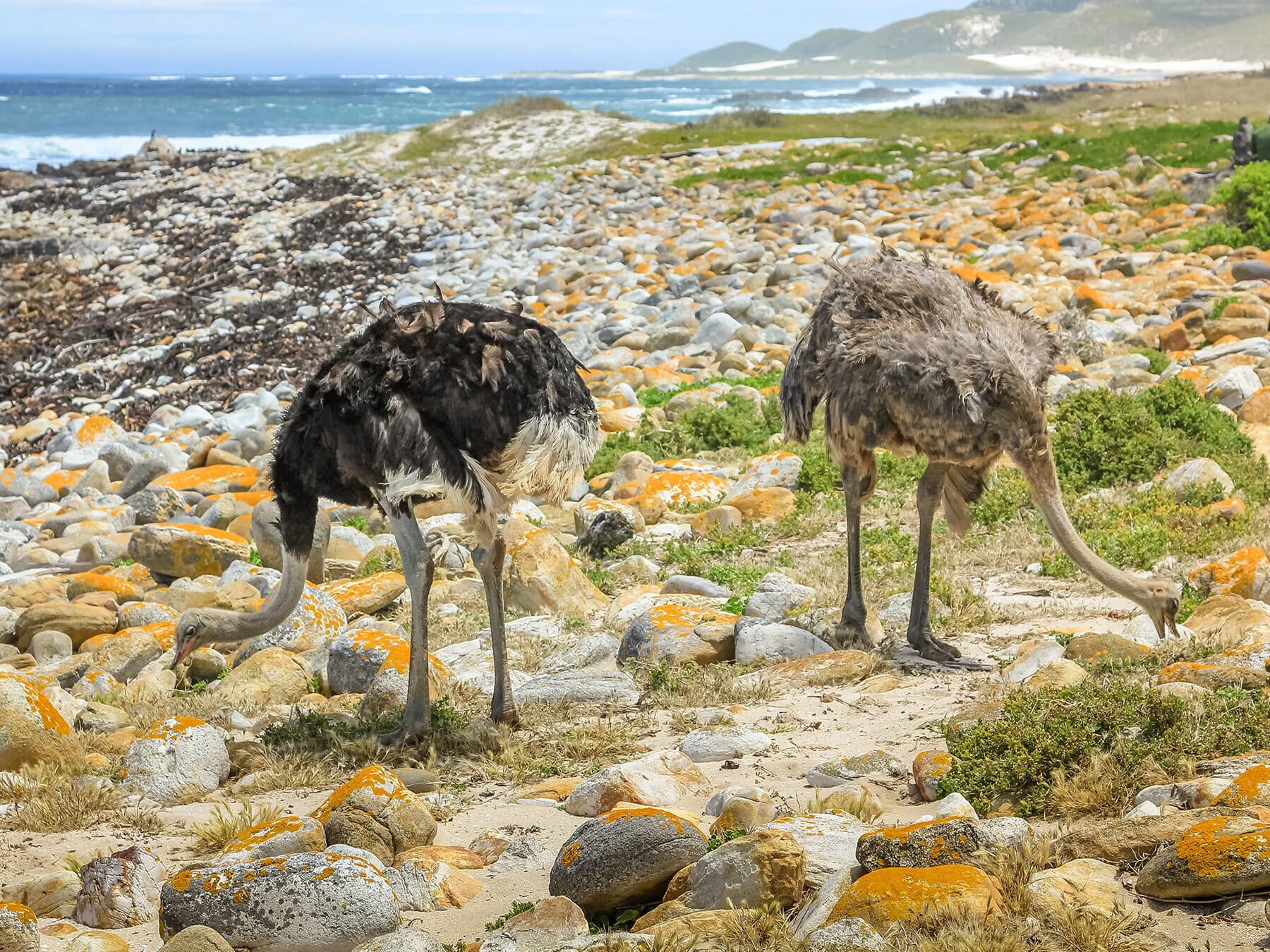Ostriches foraging