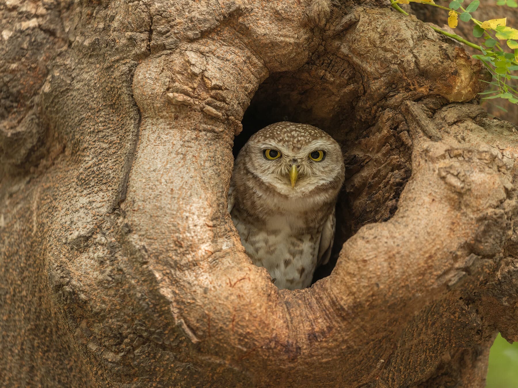 Owl nest