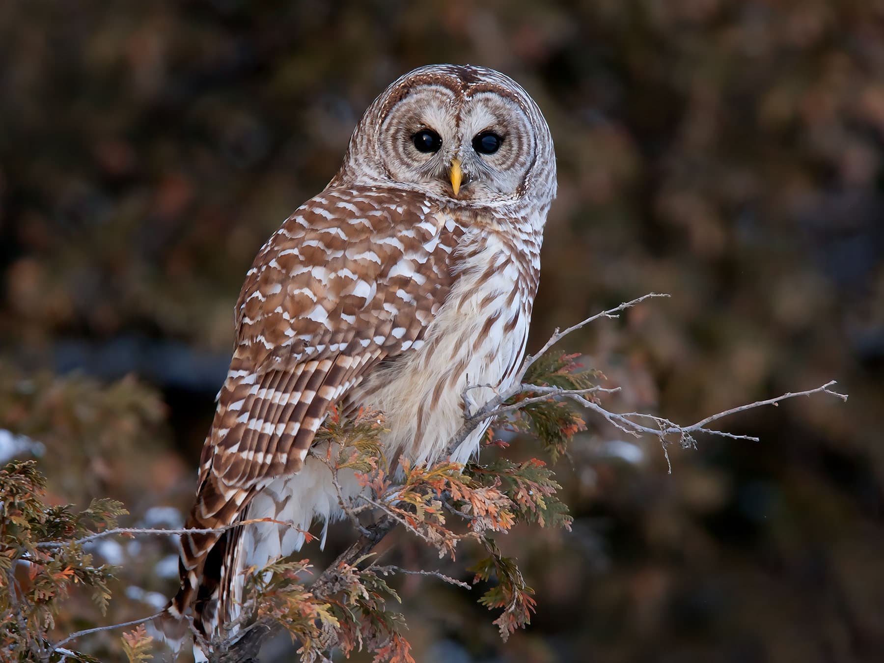Alabama's Owls: Complete Guide to 5 Species (With Identification Tips)
