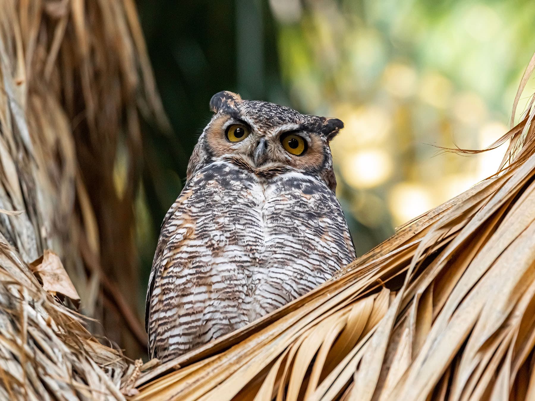 12 Owls of California: A Complete Guide to Finding & Identifying Each Species