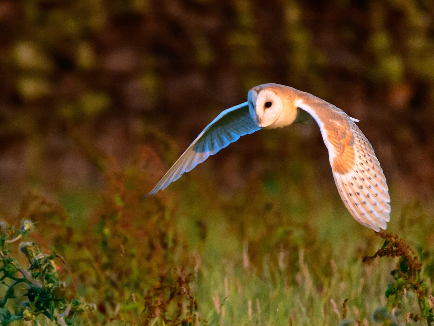 Owls in the UK (Full Guide with Pictures)