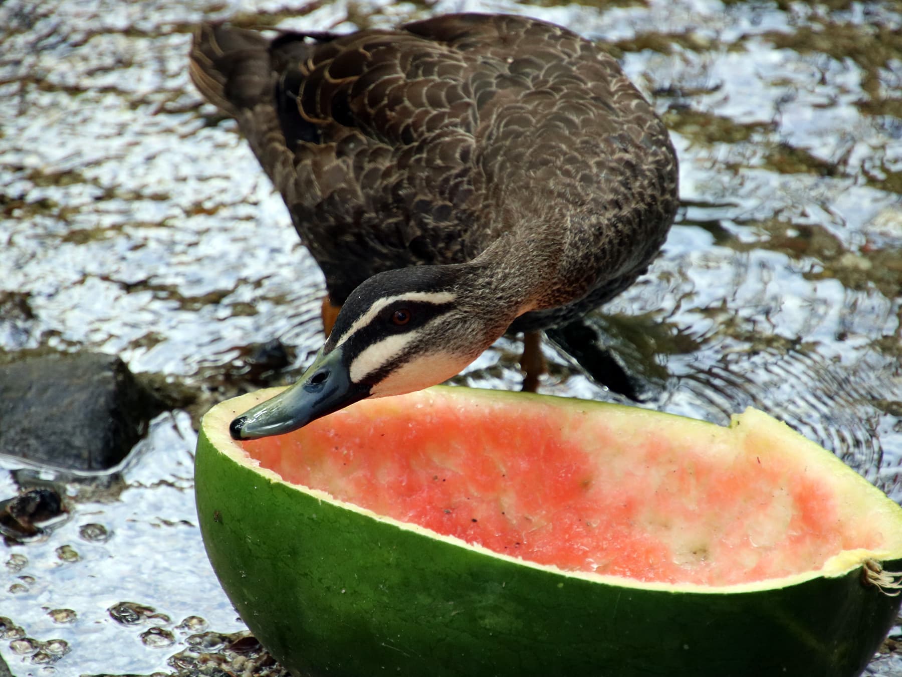 Pacific black duck feeding on watermelon