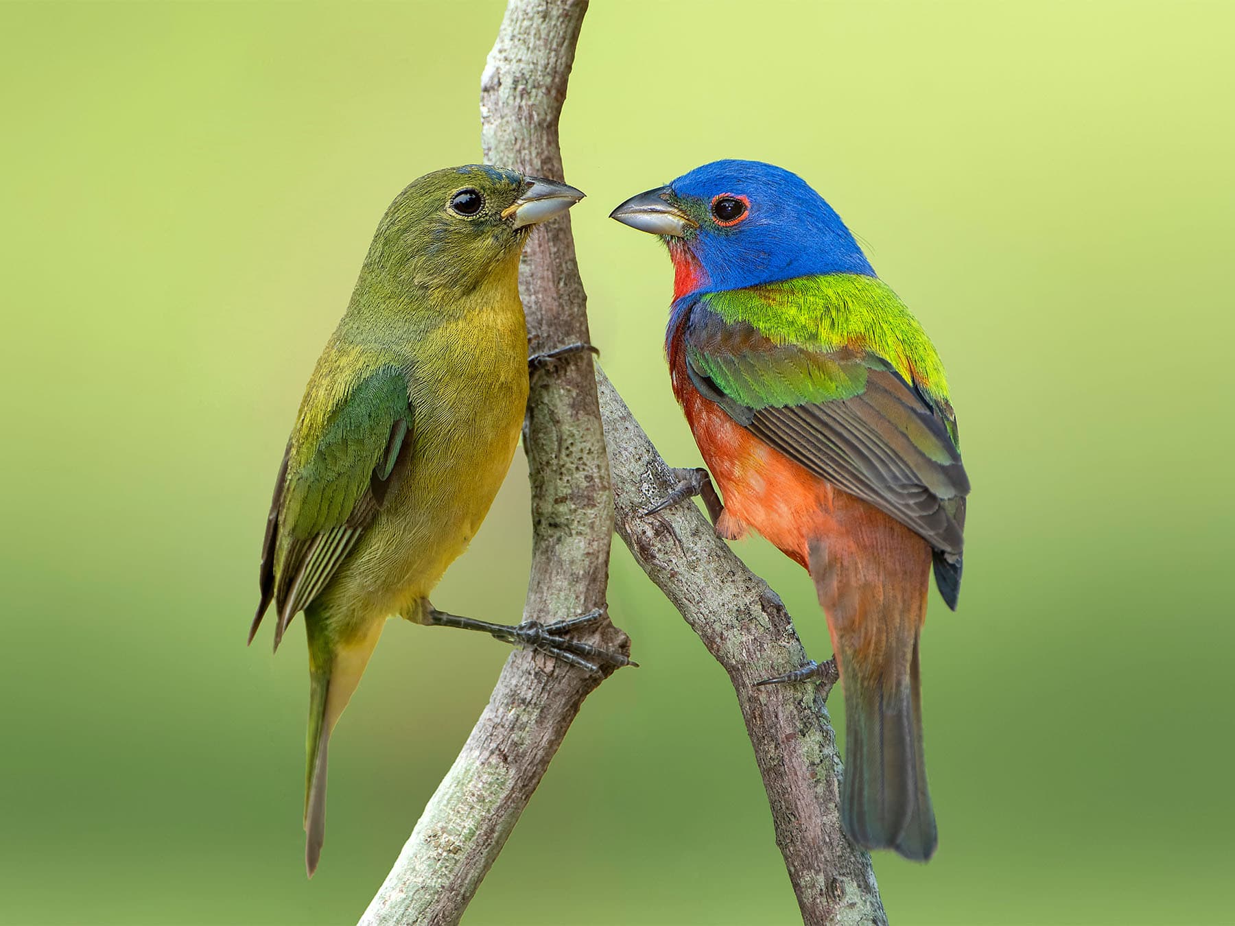 Painted bunting pair during breeding season