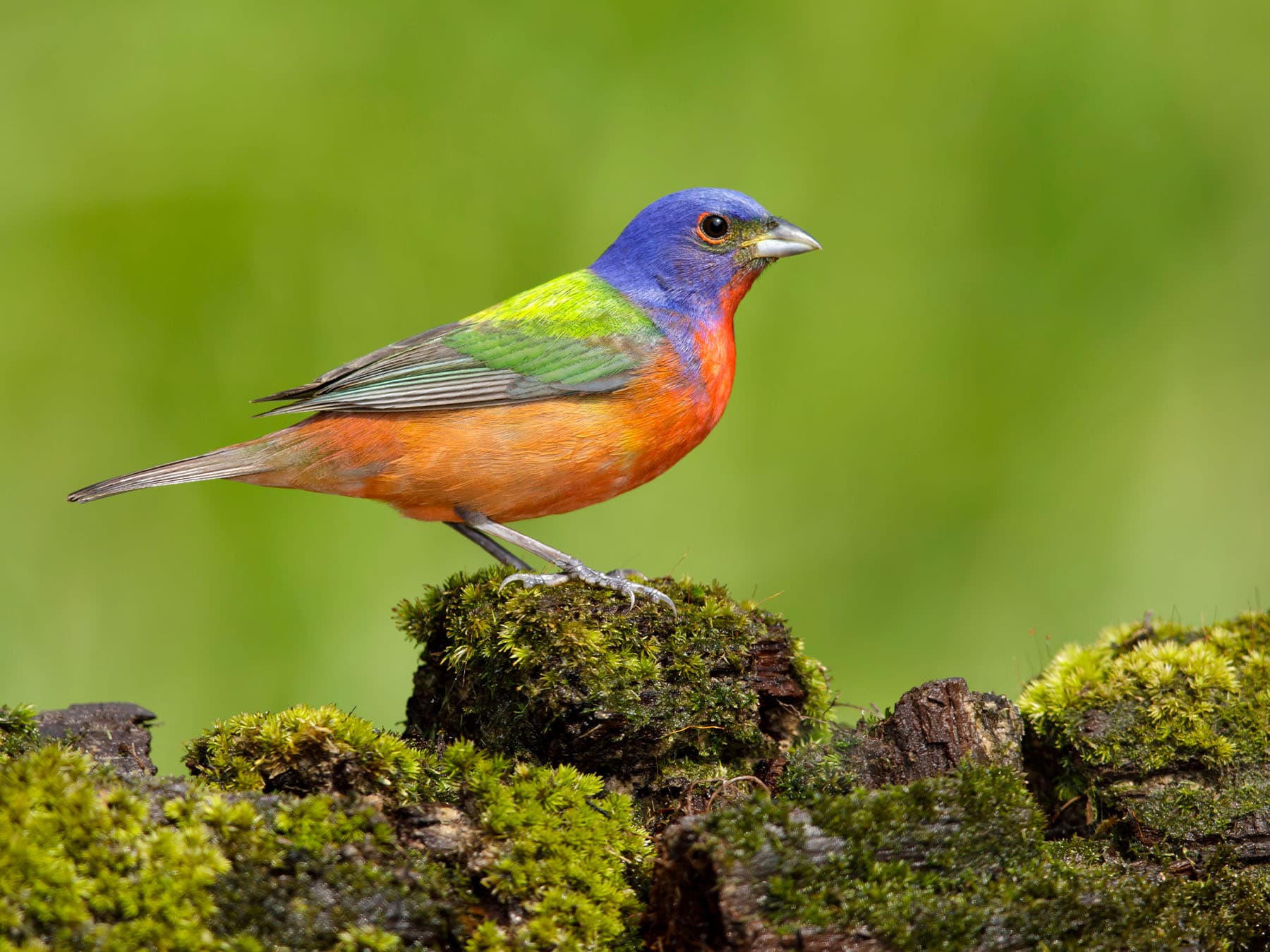 Painted Bunting