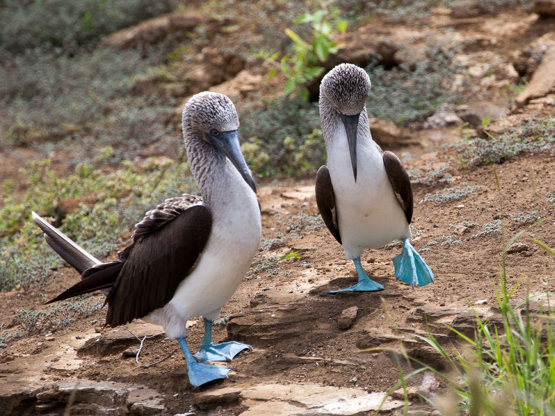 Pair of Blue-footed Boobies performing a mating dance
