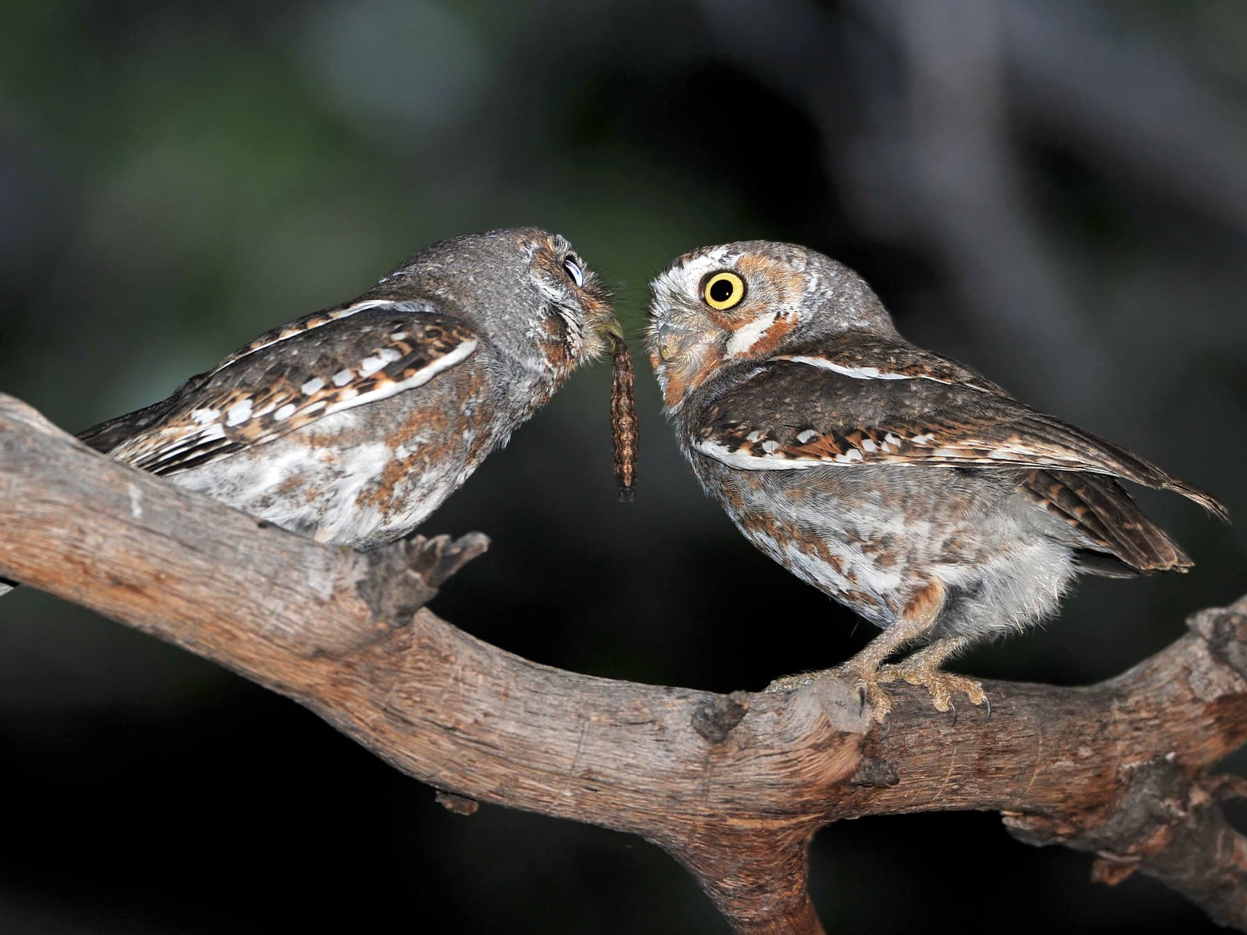 Pair of Elf Owls feeding
