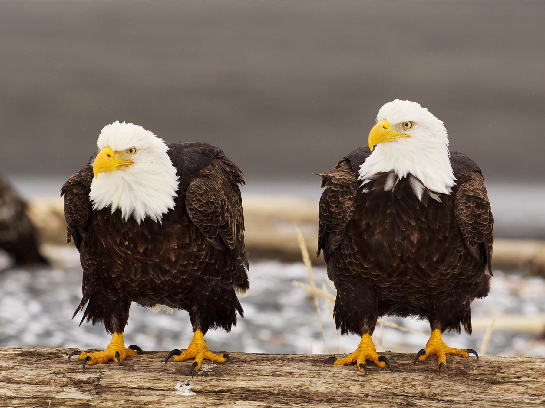 Pair of bald eagles