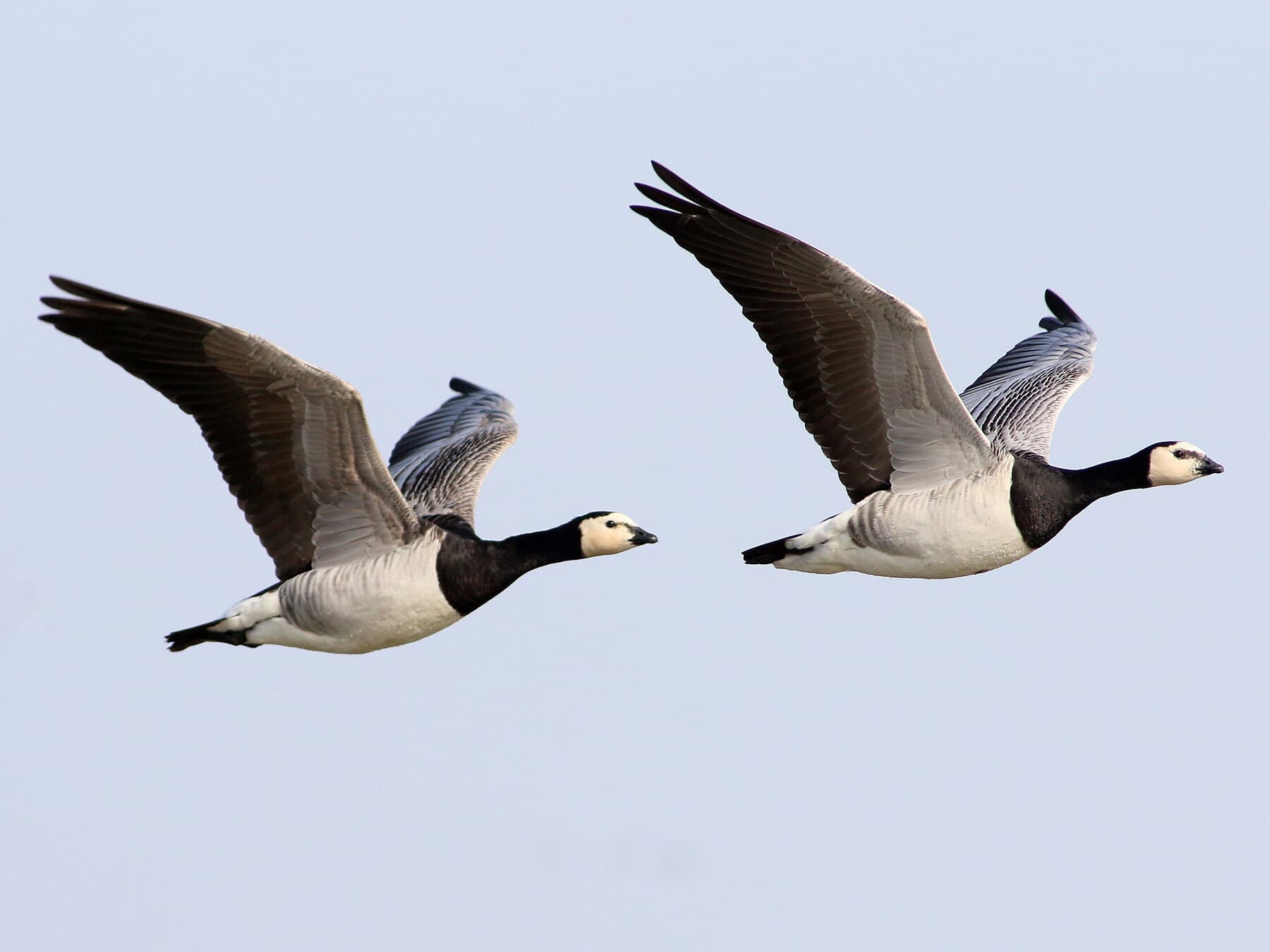 Pair of barnacle geese