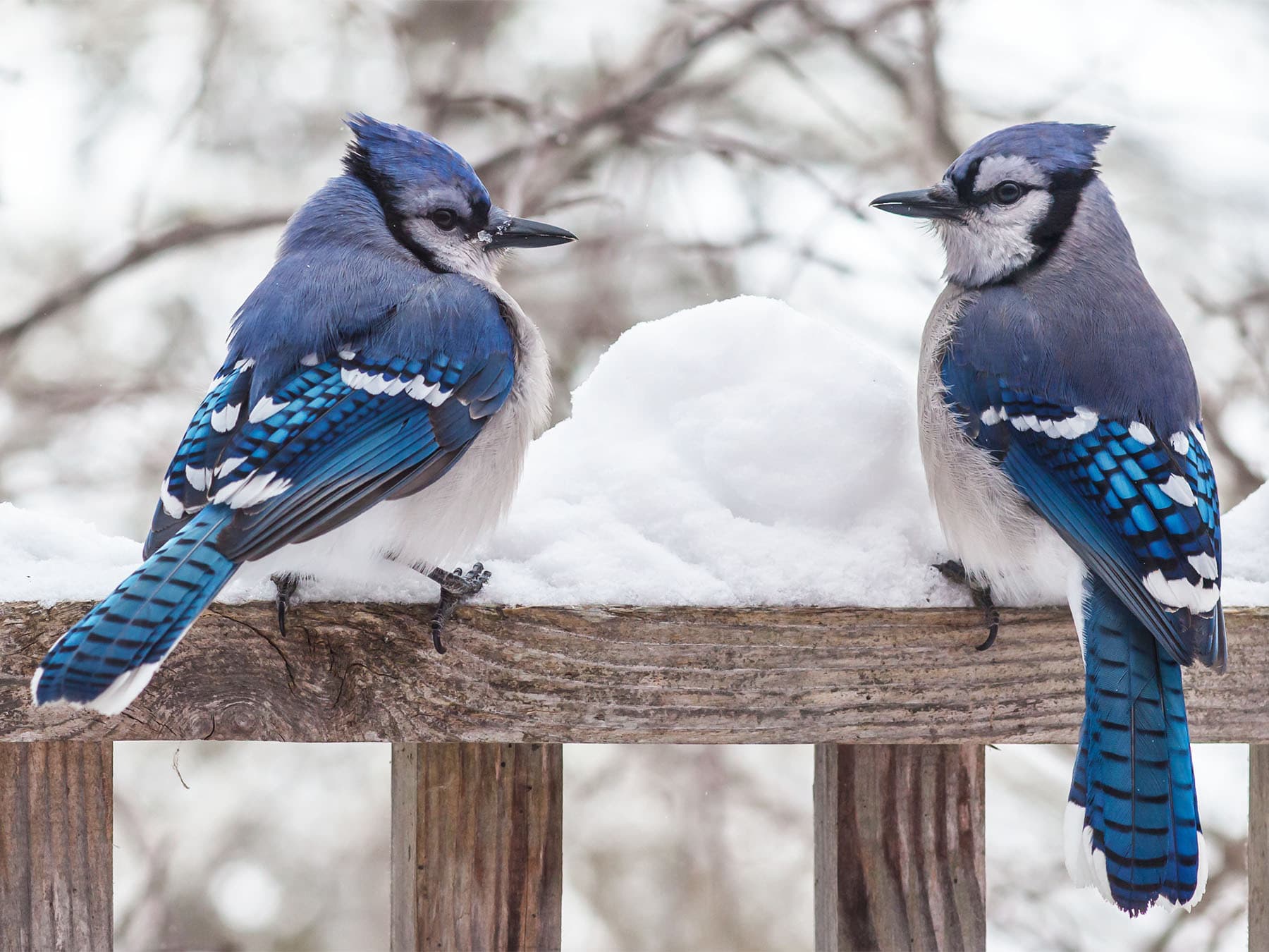 Pair of blue jays perching on wooden fence during winter