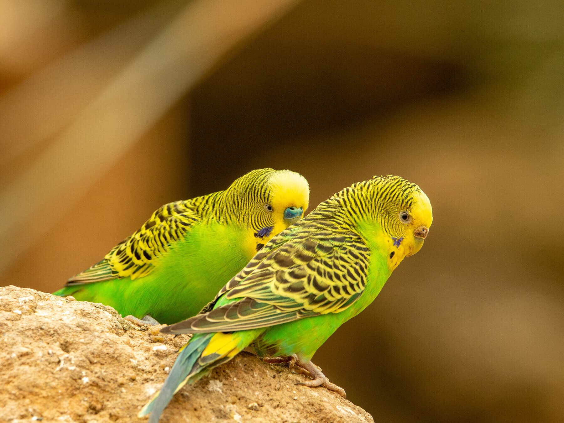Pair of budgies