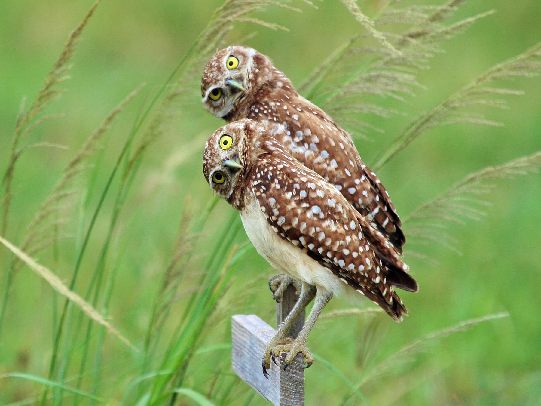 Pair of Burrowing Owls perching on top of a post with tilted heads