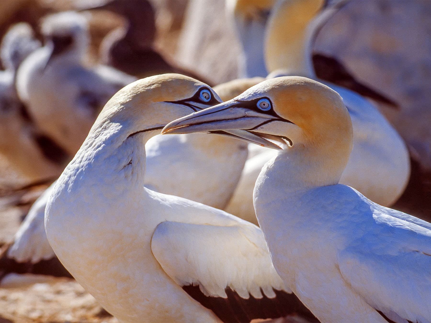 Pair of cape gannets at breeding grounds