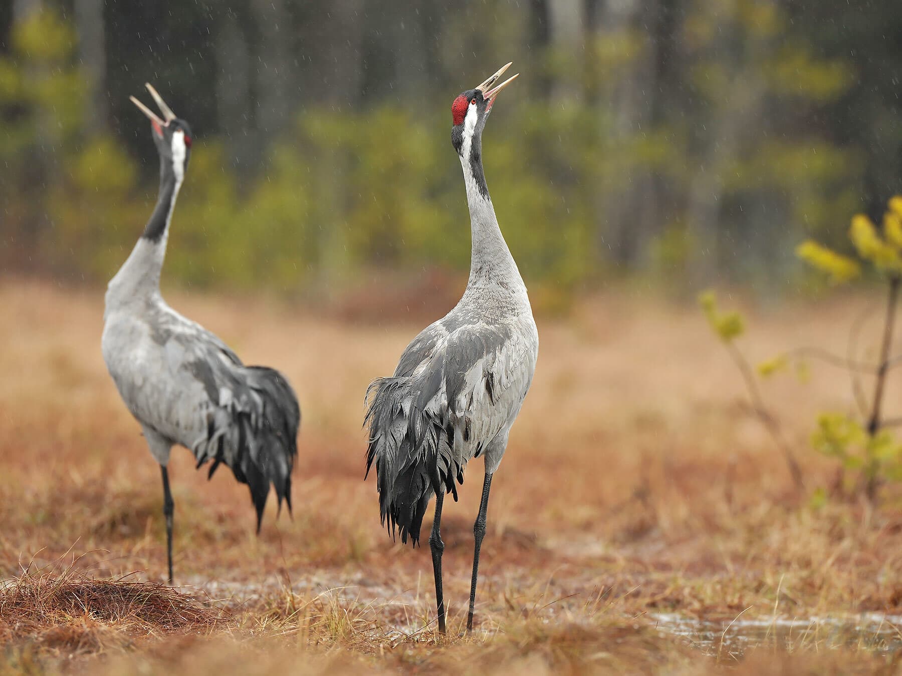 A pair of Cranes