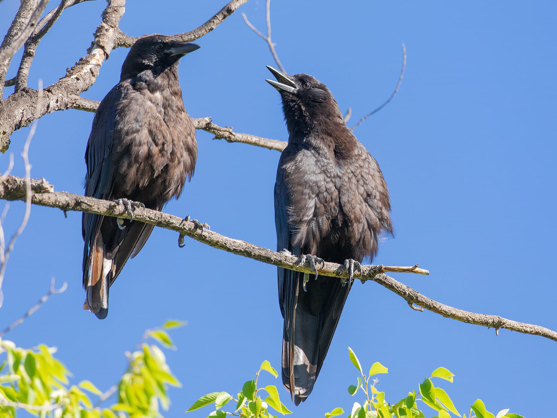 Pair of crows