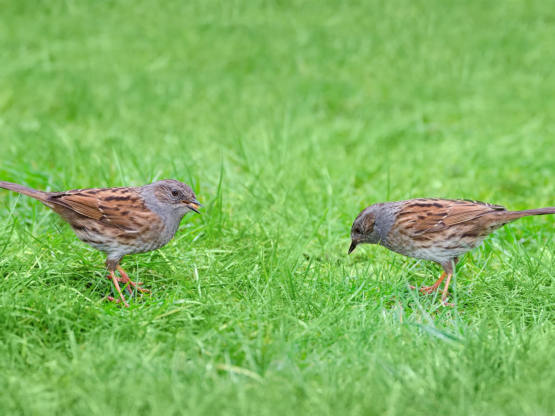 Pair of dunnocks