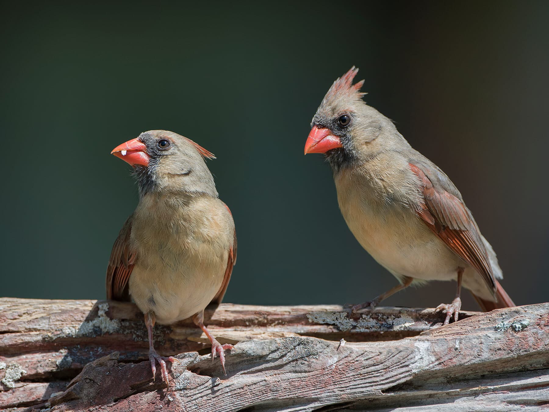 Pair of female cardinals