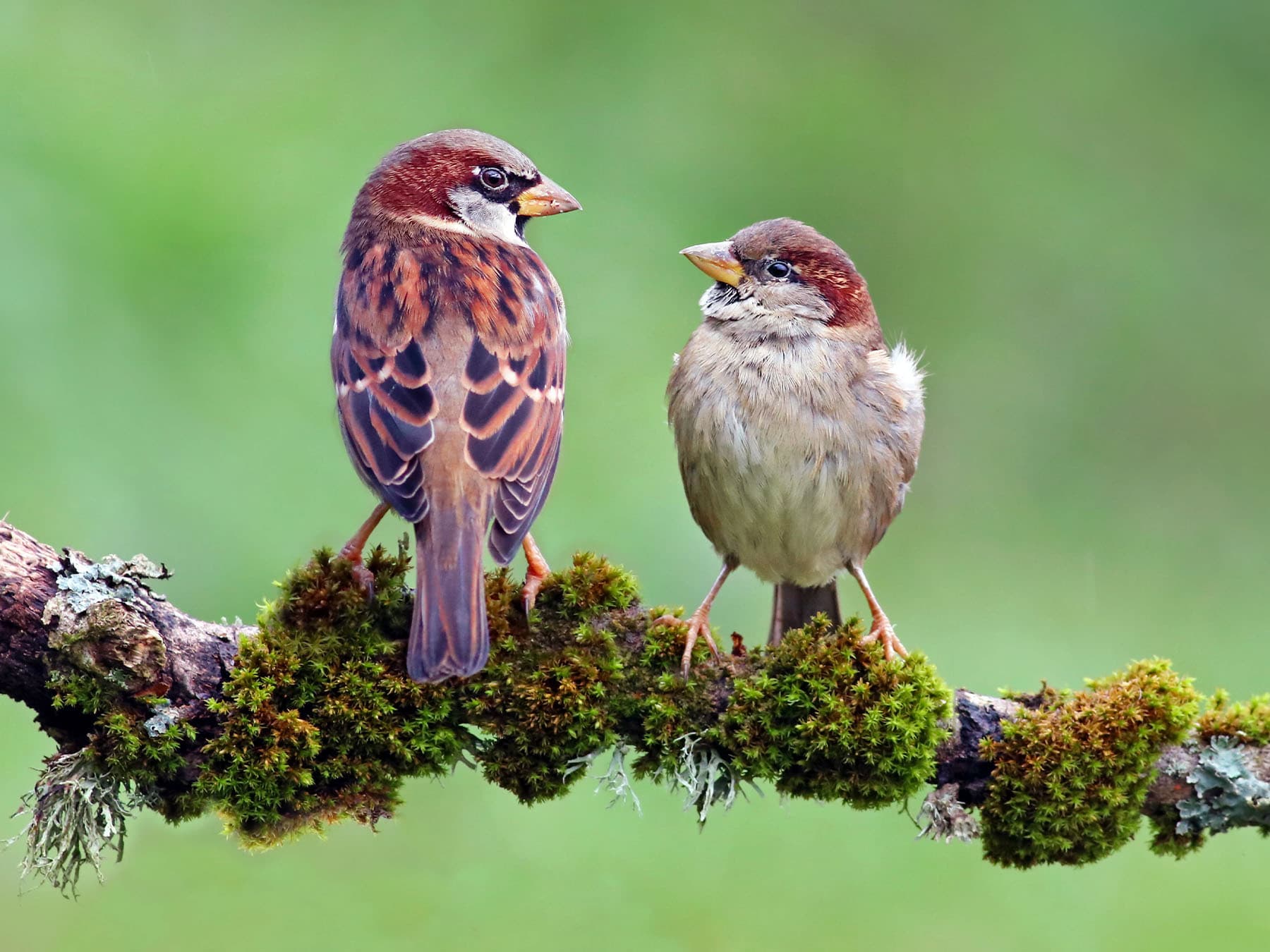 Pair of house sparrows perching on branch