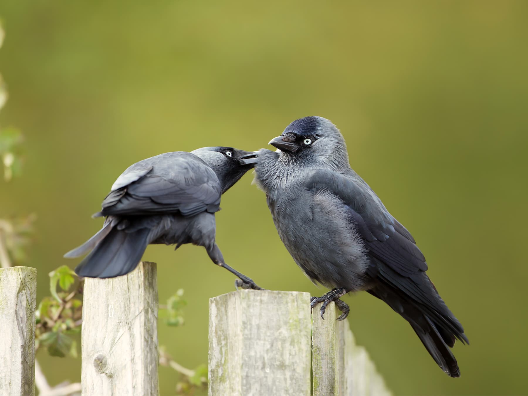 Pair of jackdaws preening during breeding season