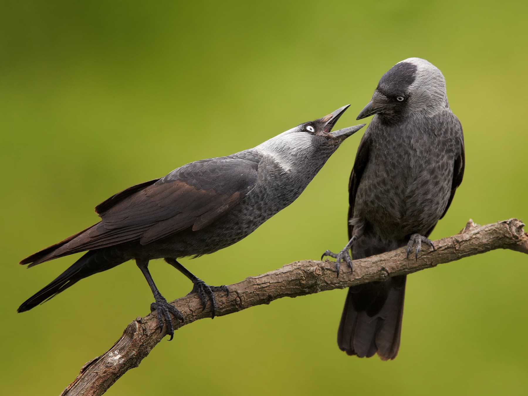 Pair of Jackdaws perched together on a branch